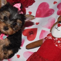 Bai - Black and tan Yorkshire Terrier puppy in Maple Heights, Ohio from Yorkiesllc
