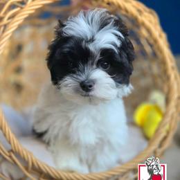 Jinu - Parti male Yorkshire Terrier puppy in California from Corazon de gigante