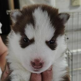 2 Loretta Lynn - Red and white female Siberian Husky puppy in Heppner, Oregon from Yuki Ookami Show Kennel
