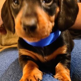 Dachshund Puppies from Denver Franks