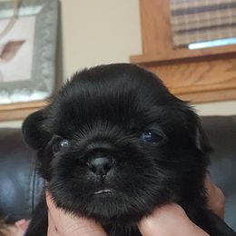 Monica - Black female Shih Tzu puppy in Carrollton, Ohio from Becker Hollow