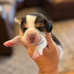 Annie (pink) - Black tan and white female Beagle puppy in Norco, California from Prairie Tail Beagles