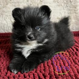 AKC DEKU - Black female Pomeranian puppy in Watkins Glen, New York from Wicked Spirits Pomeranians
