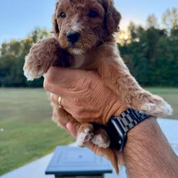 Light Pink Girl (Lily) - Yellow and white female Bernedoodle puppy in Moulton, Alabama from Triple W Doodles
