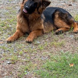 Athena - Black and red female German Shepherd puppy in Nokesville, Virginia from Blauen Bergen