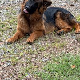 Athena - Black and red female German Shepherd puppy in Nokesville, Virginia from Blauen Bergen