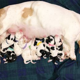 Basset Hound Puppies from Bear’s Bassets