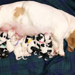 Basset Hound Puppies from Bear’s Bassets