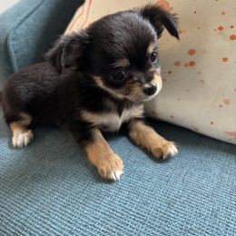 Chihuahua Puppies from Blue Grass Valley Chihuahuas