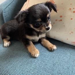 Chihuahua Puppies from Blue Grass Valley Chihuahuas