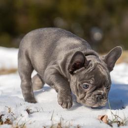 American Bully and French Bulldog Puppies from Nitro’s Bullies