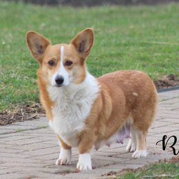 Roxy - Pembroke Welsh Corgi