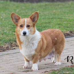 Roxy - Pembroke Welsh Corgi