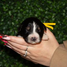 Charm - Black tri-color female Australian Shepherd puppy in Placerville, California from BFF Aussies