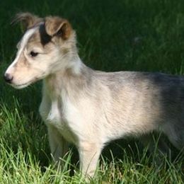 Silken Windhounds from Silken Mythology