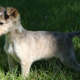 Silken Windhounds from Silken Mythology
