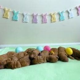 Goldendoodle Puppies from JDoodles