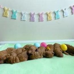 Goldendoodle Puppies from JDoodles