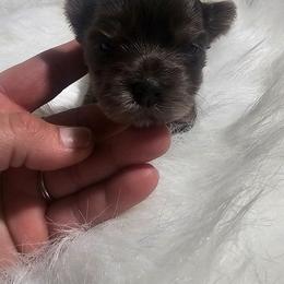 Daisy - Parti female Yorkshire Terrier puppy in Hamilton, Ohio from Purebred Yorkies of Ohio