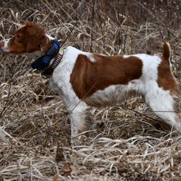 DC AFC Miss Behavin - Orange and white female Brittany puppy in Hollidaysburg, Pennsylvania from Royal Flush Farms