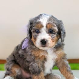 Bernedoodle Puppies from Little Diamond Doodles