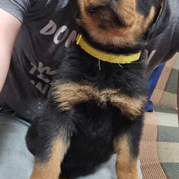 Yellow - Black and mahogany female Rottweiler puppy in Tangent, Oregon from Raya's Royals