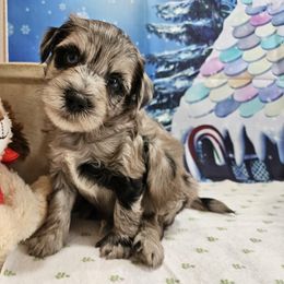 Aussiedoodle, Cavapoo, and Poodle Puppies from Perkins Pups