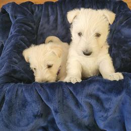Scottish Terrier puppies from McCulley's Battle Born Scotties