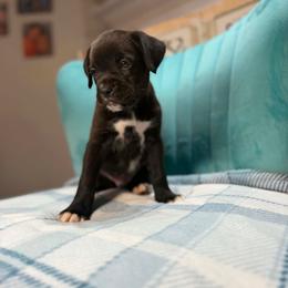 Boy 1 - Brindle male Boxer puppy in Prestonsburg, Kentucky from Diamond Standard Boxers