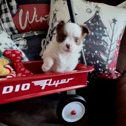 KRINGLE - Chocolate and white male Chihuahua puppy in Richmond, Virginia from Bayberry ChihuahuasTM