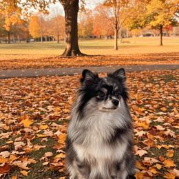 Rajah - Pomeranian