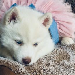 Ava skye - White female Siberian Husky puppy in Atlanta, Georgia from Lobban Huskies