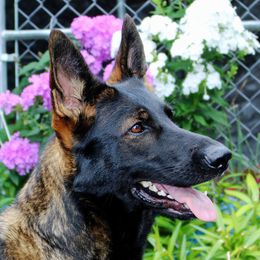 Arya - German Shepherd