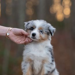 Girl 2 - Blue merle female Australian Shepherd puppy in Newtown, Connecticut from Stepping Stone Kennel