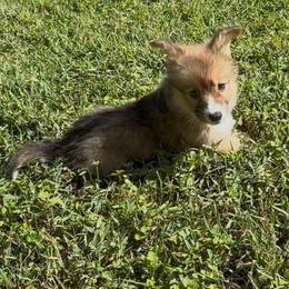 AKC Sable green eyes Fluffy - Sable male Pembroke Welsh Corgi puppy in Summerfield, Florida from Promise Land Farm