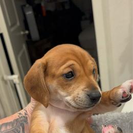 Darla - Red female Dachshund puppy in Magnolia, Texas from Little Honey’s Dachshunds