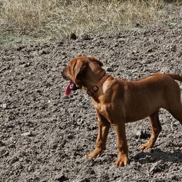 Rhodesian Ridgeback Puppies from Mafigeni Ridgebacks