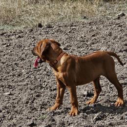 Rhodesian Ridgeback Puppies from Mafigeni Ridgebacks