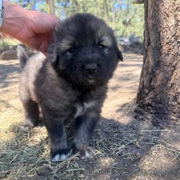 Orange - Gray male Sarplaninac puppy in Colorado Springs, Colorado from Pesky Redneck Mini Ranch