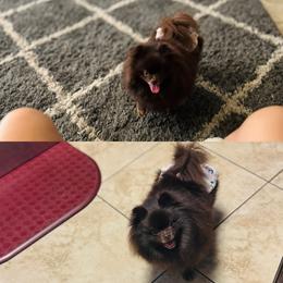 Skyler - Pomeranian