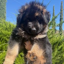 Nero - Bi-color male German Shepherd puppy in Anza, California from Top Shepherd - Snow Angels Bichon Frisé, Maltise, toy Poodles.