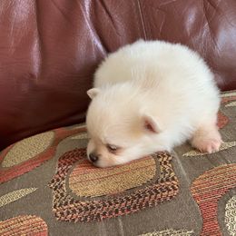Boy 1 - White male Pomeranian puppy in Houston, Texas from Lola’s Poms