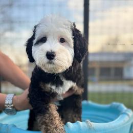 Grace - Tri-color female Bernedoodle puppy in Rose Hill, North Carolina from Red Door Canines