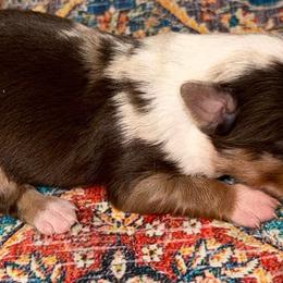 RMM - Red merle male Toy Australian Shepherd puppy in Bogata, Texas from Maple Creek Run