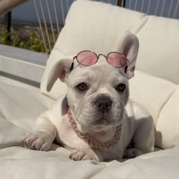 French Bulldog puppies from FrenchieOnTheGreen