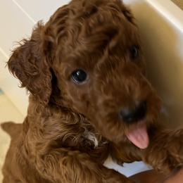 Coco - Red  male Goldendoodle puppy in Fulshear, Texas from Little Potatoes