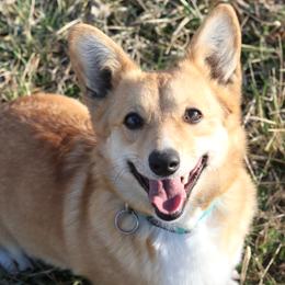 Vixii - Pembroke Welsh Corgi