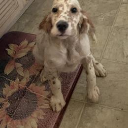 Chinese Cresteds and English Setters from Ambush Kennel