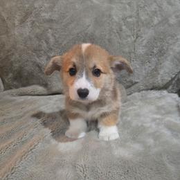 Purple Collar Female - Red female Pembroke Welsh Corgi puppy in Tenino, Washington from LoneStar Corgis NW