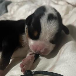 Black Boy - Black, white and red male Greater Swiss Mountain Dog puppy in Lower Burrell, Pennsylvania from Polyanna’s GSMD